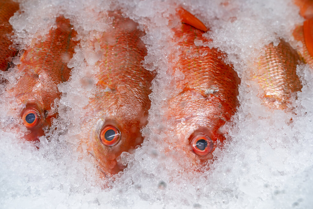Louisiana adds 8 days to recreational red snapper season News, Sports